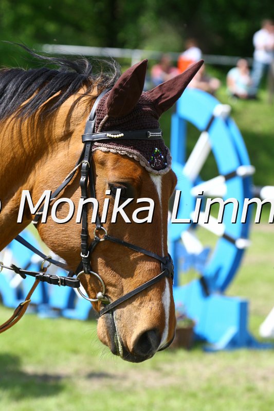 005M6995_Ludwig der Bayer_M Springen x.JPG